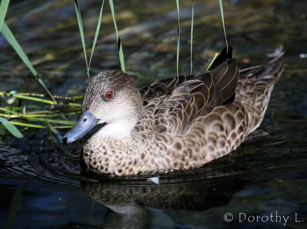 Grey Teal (Anas gracilis)