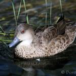 Grey Teal (Anas gracilis)