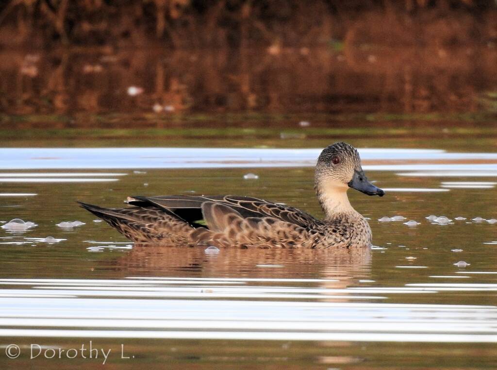 Grey Teal (Anas gracilis)