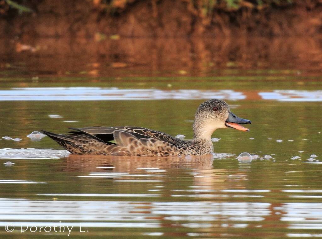 Grey Teal (Anas gracilis)