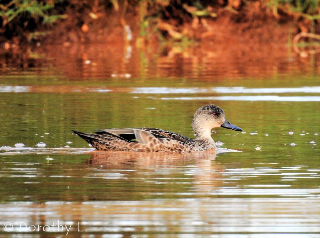 Grey Teal (Anas gracilis)