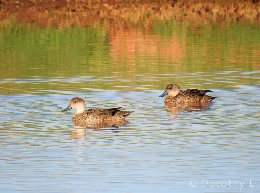 Grey Teal (Anas gracilis)