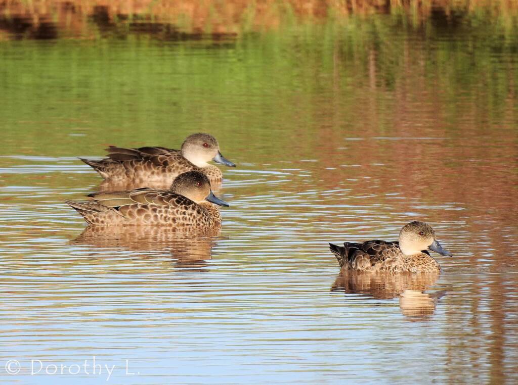Grey Teals (Anas gracilis)