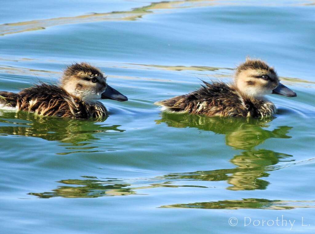 Juvenile Grey Teals (Anas gracilis)
