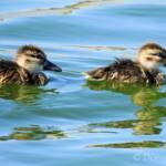 Juvenile Grey Teals (Anas gracilis)
