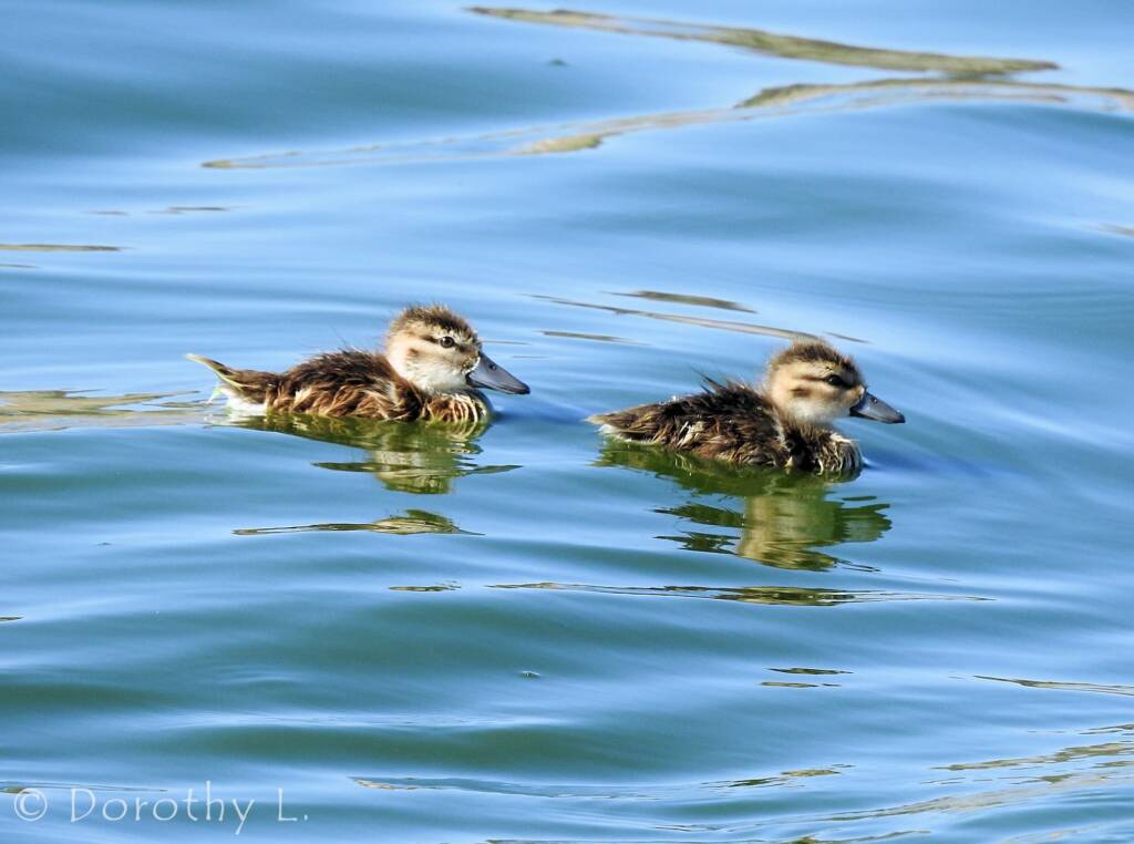 Juvenile Grey Teals (Anas gracilis)