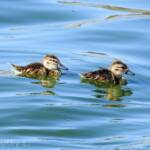 Juvenile Grey Teals (Anas gracilis)