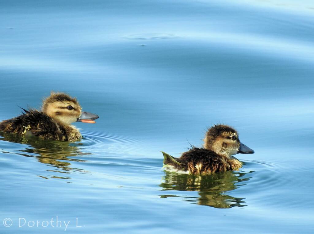 Juvenile Grey Teals (Anas gracilis)