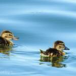 Juvenile Grey Teals (Anas gracilis)
