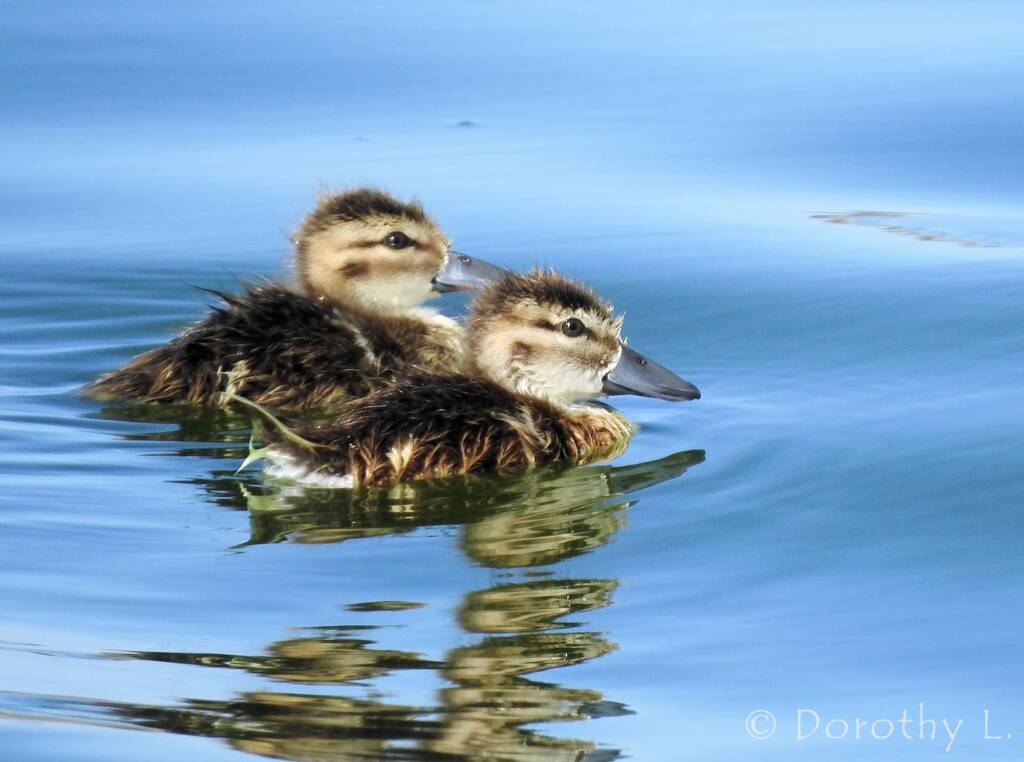 Juvenile Grey Teals (Anas gracilis)