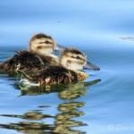 Juvenile Grey Teals (Anas gracilis)