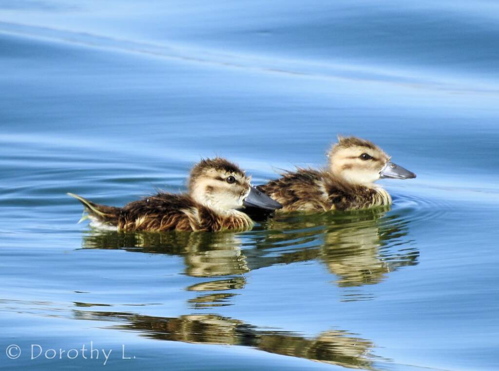 Juvenile Grey Teals (Anas gracilis)