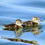 Juvenile Grey Teals (Anas gracilis)