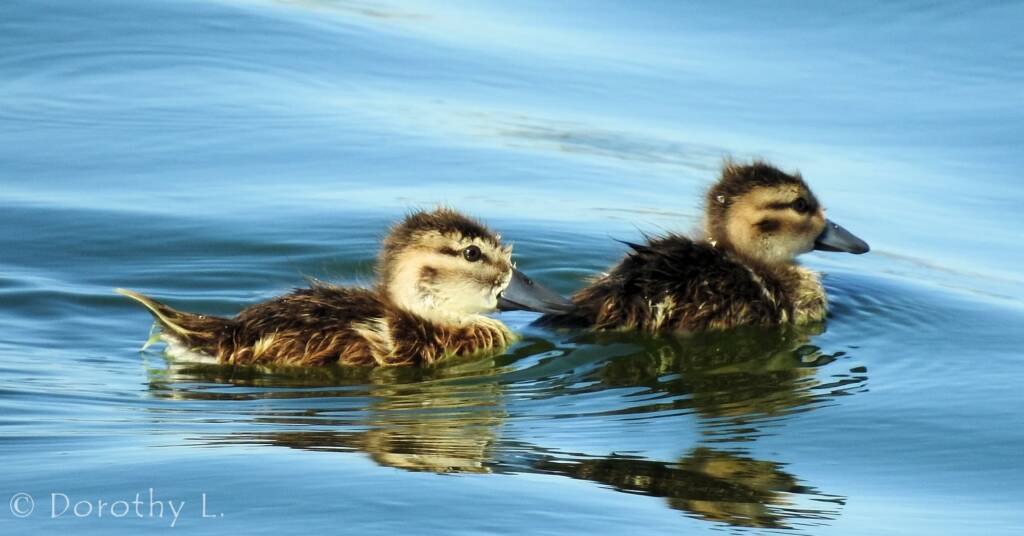 Juvenile Grey Teals (Anas gracilis)