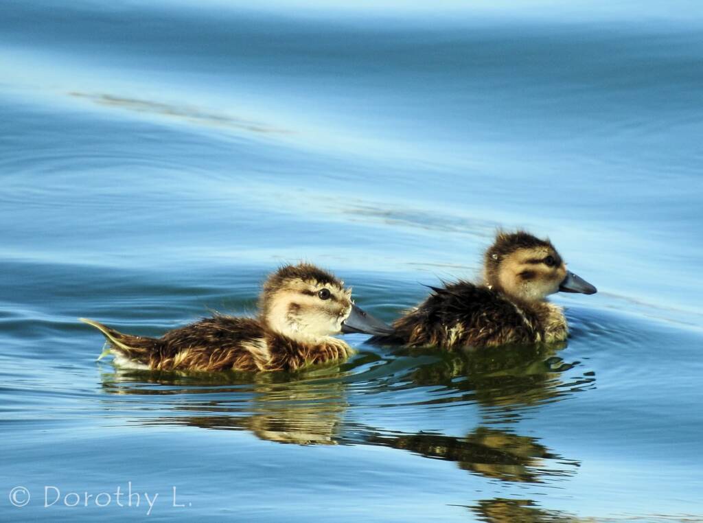 Juvenile Grey Teals (Anas gracilis)