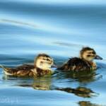 Juvenile Grey Teals (Anas gracilis)