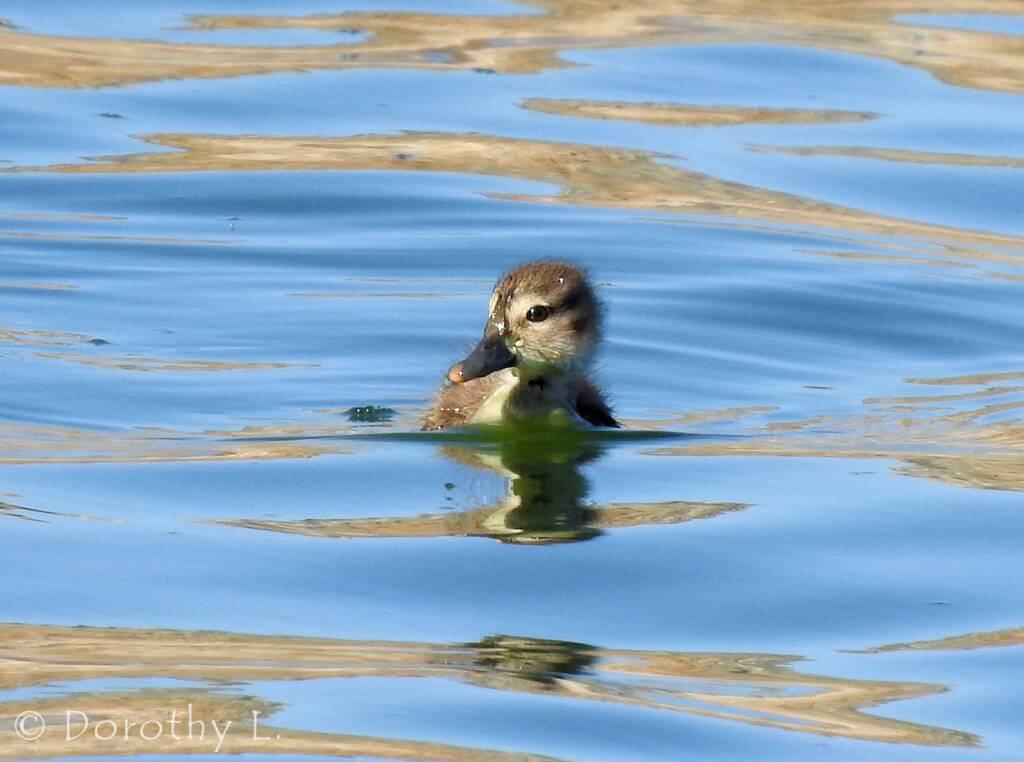 Juvenile Grey Teal (Anas gracilis)