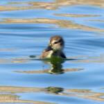 Juvenile Grey Teal (Anas gracilis)