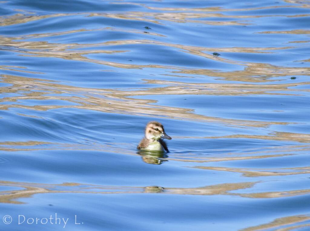 Juvenile Grey Teal (Anas gracilis)