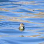 Juvenile Grey Teal (Anas gracilis)