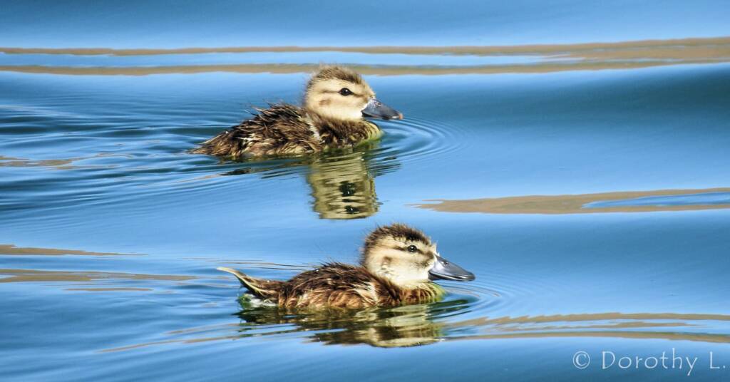 Juvenile Grey Teals (Anas gracilis)