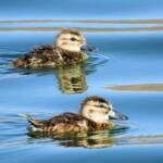 Juvenile Grey Teals (Anas gracilis)