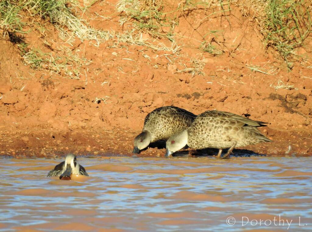 Grey Teal (Anas gracilis)