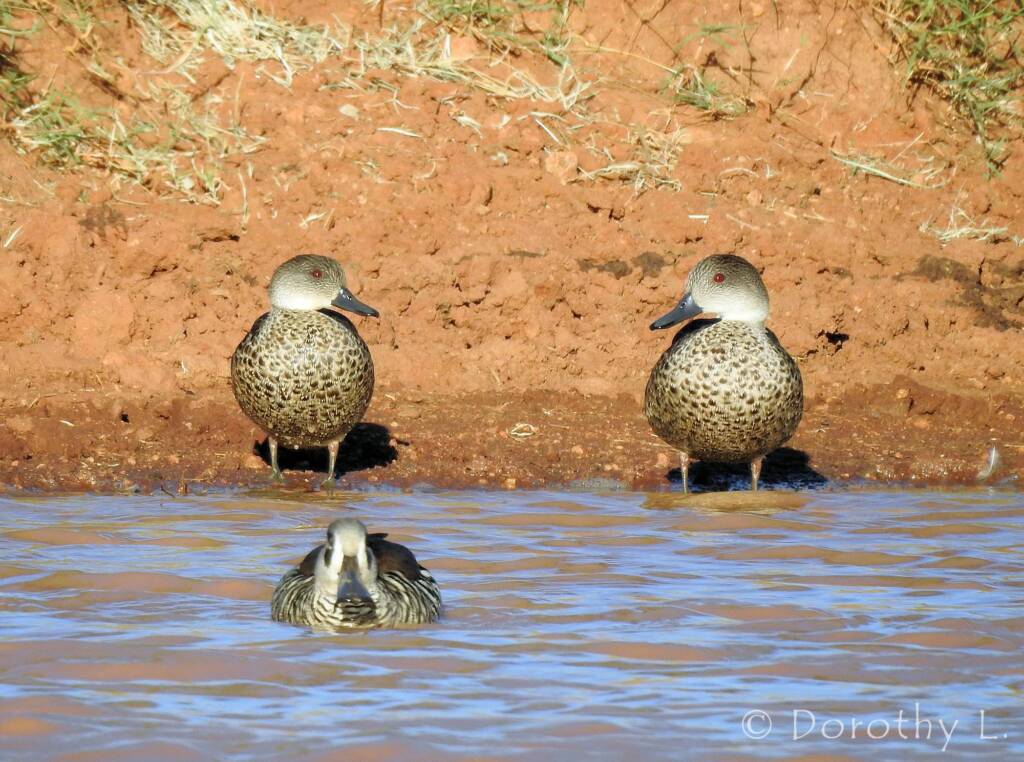 Grey Teal (Anas gracilis)