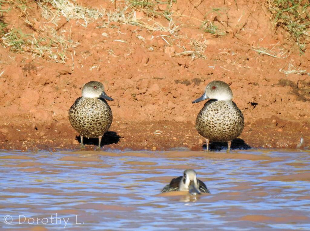 Grey Teal (Anas gracilis)