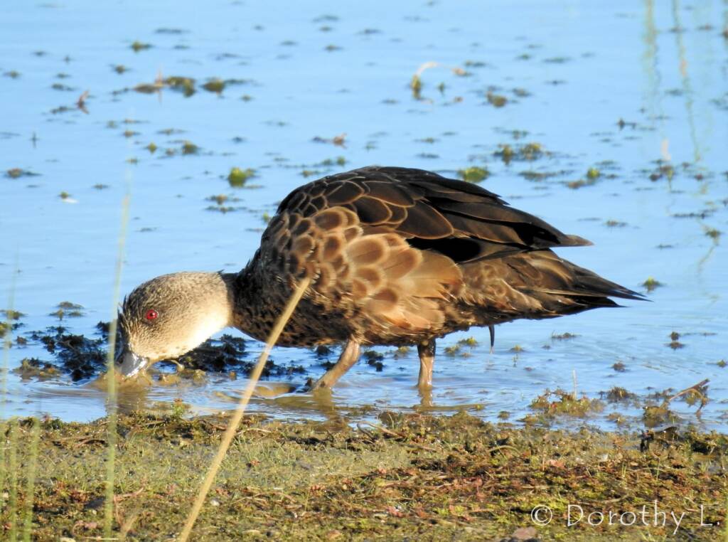 Grey Teal (Anas gracilis)