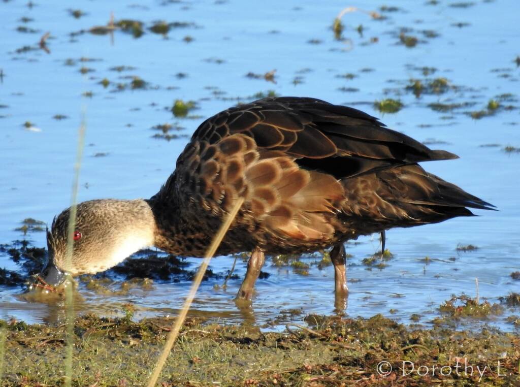 Grey Teal (Anas gracilis)