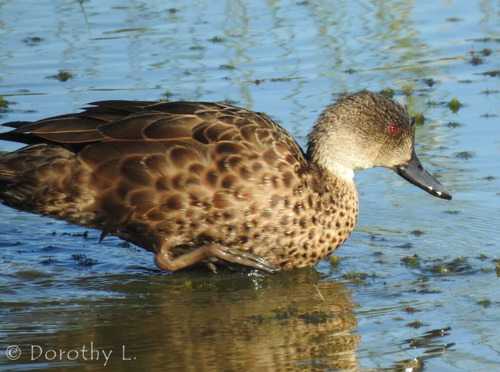 Grey Teal (Anas gracilis)