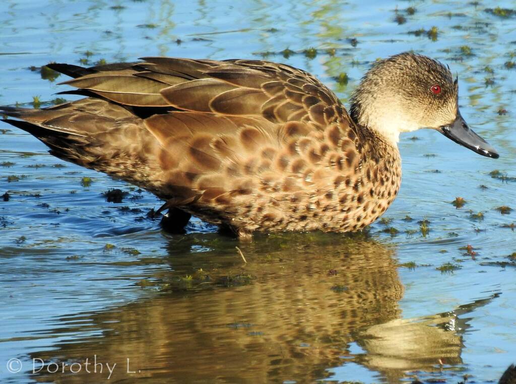 Grey Teal (Anas gracilis)