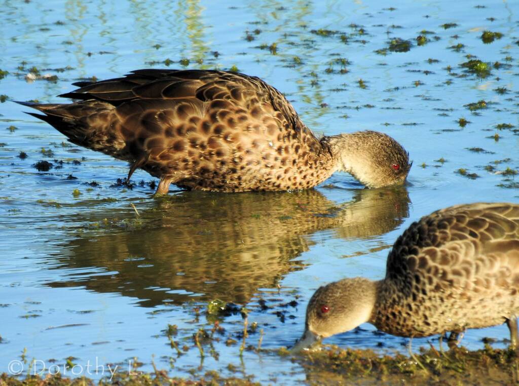 Grey Teal (Anas gracilis)