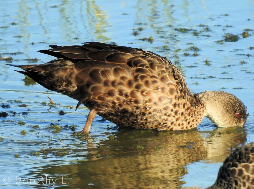 Grey Teal (Anas gracilis)