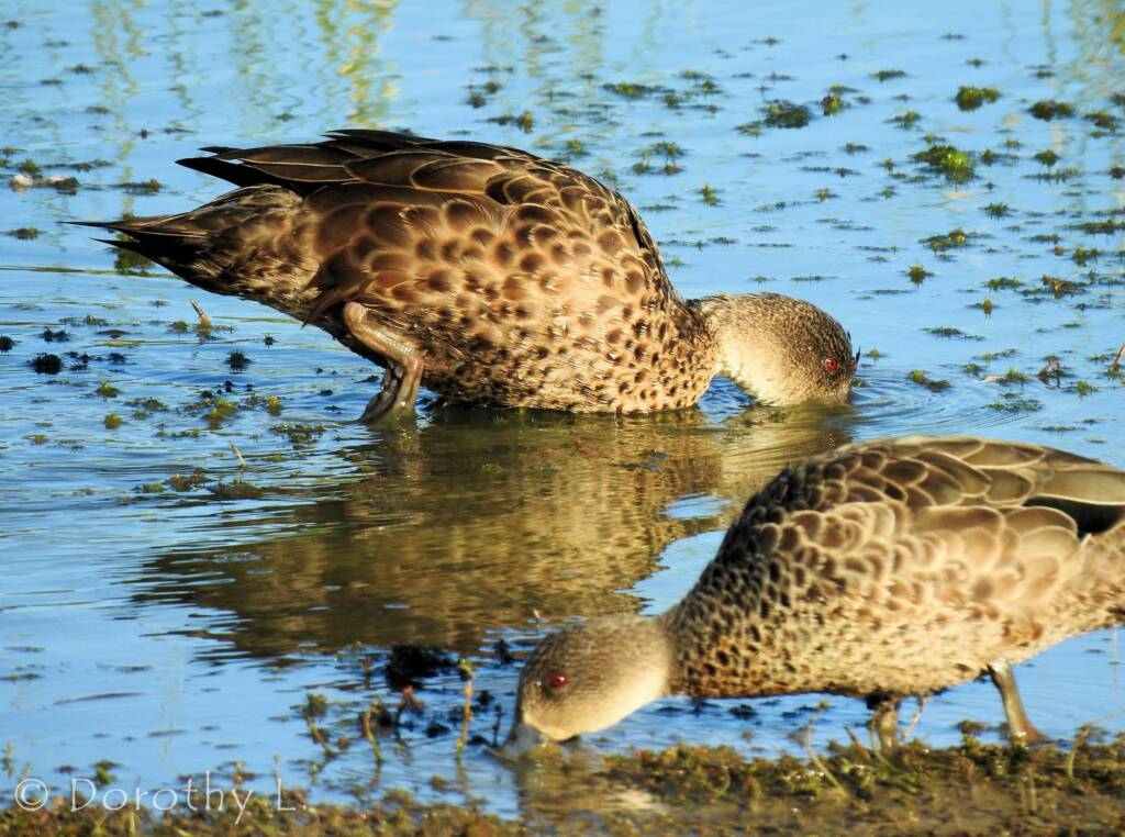 Grey Teal (Anas gracilis)