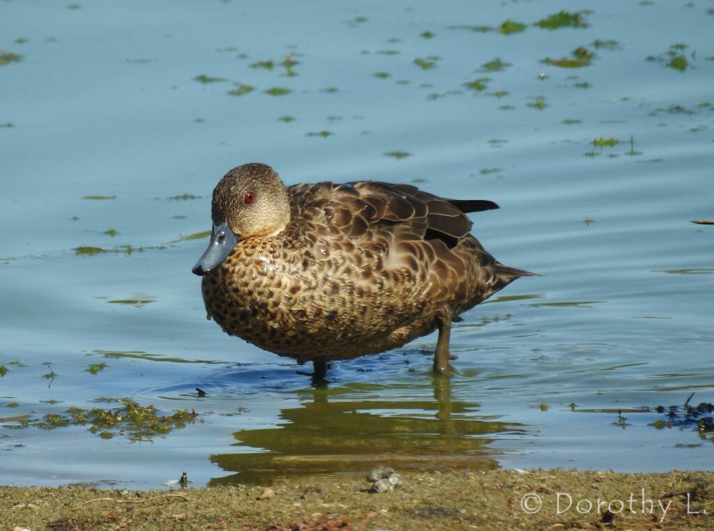 Grey Teal (Anas gracilis)