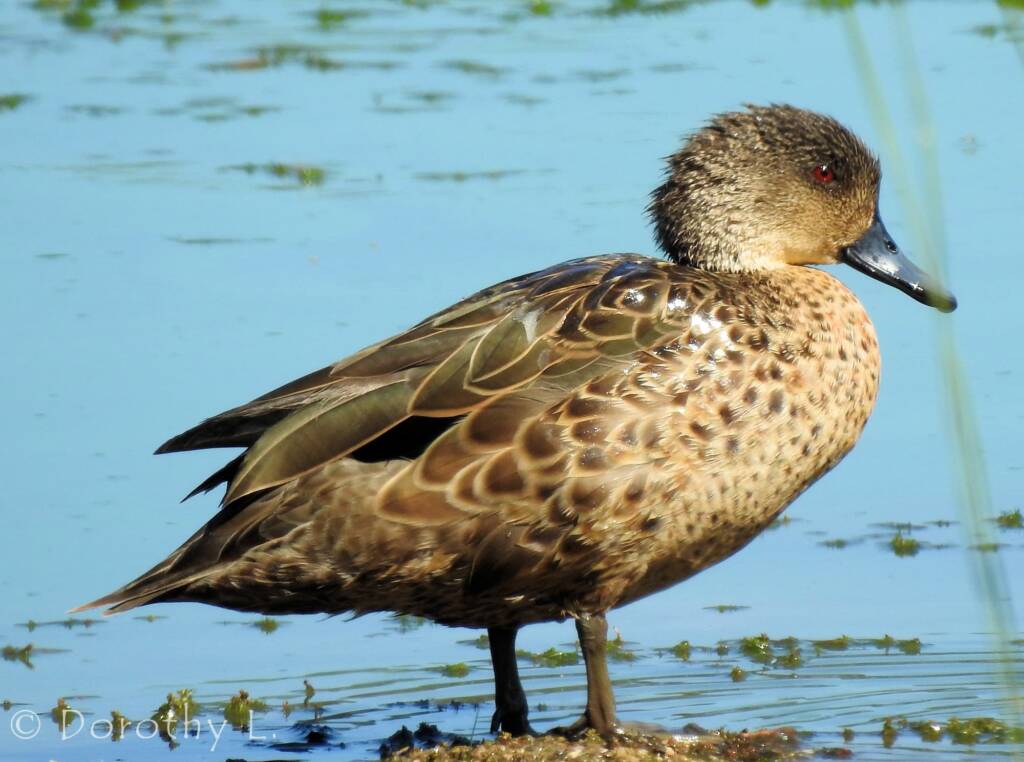 Grey Teal (Anas gracilis)