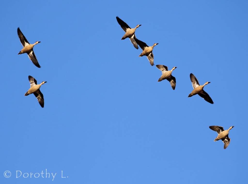 Grey Teals (Anas gracilis) in flight