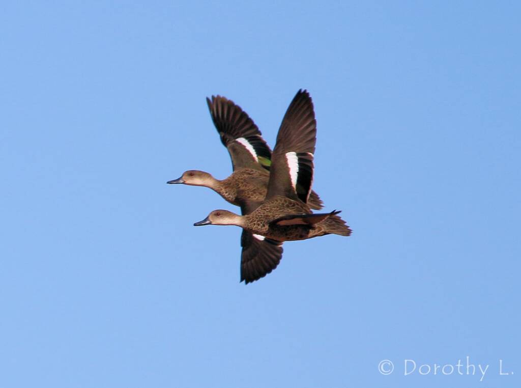 Grey Teals (Anas gracilis) in flight