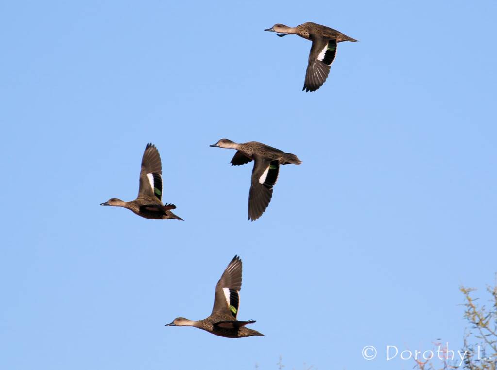 Grey Teals (Anas gracilis) in flight
