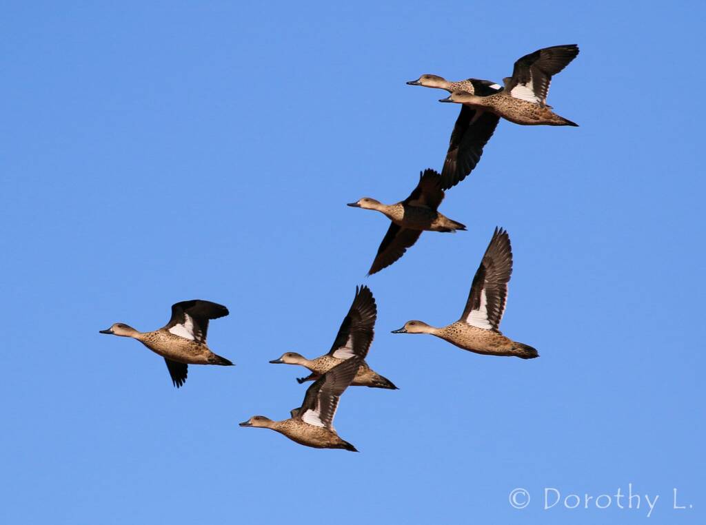 Grey Teals (Anas gracilis) in flight