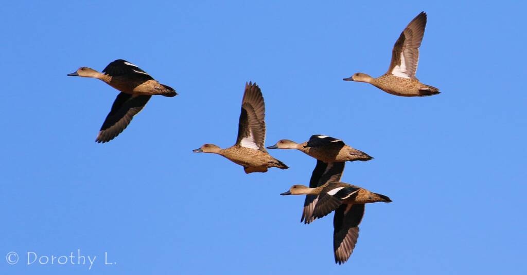 Grey Teals (Anas gracilis) in flight