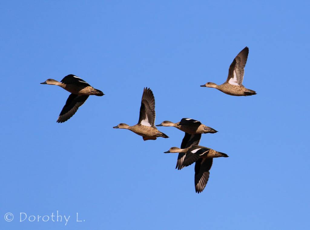 Grey Teals (Anas gracilis) in flight