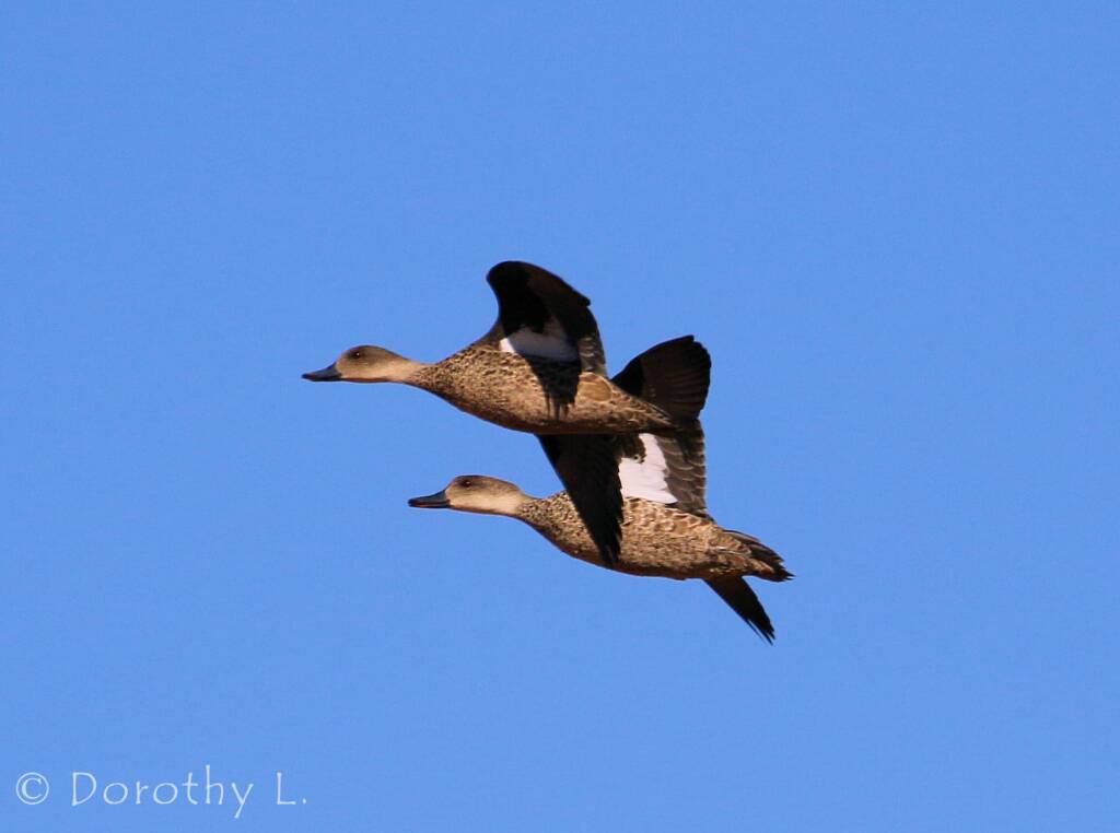 Grey Teals (Anas gracilis) in flight