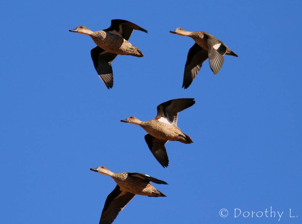 Grey Teals (Anas gracilis) in flight
