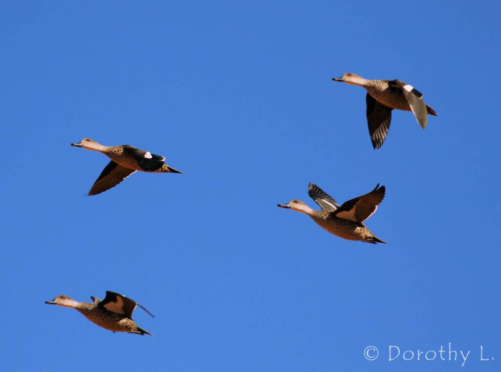 Grey Teals (Anas gracilis) in flight