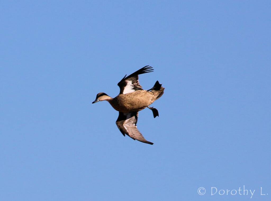 Grey Teal (Anas gracilis)