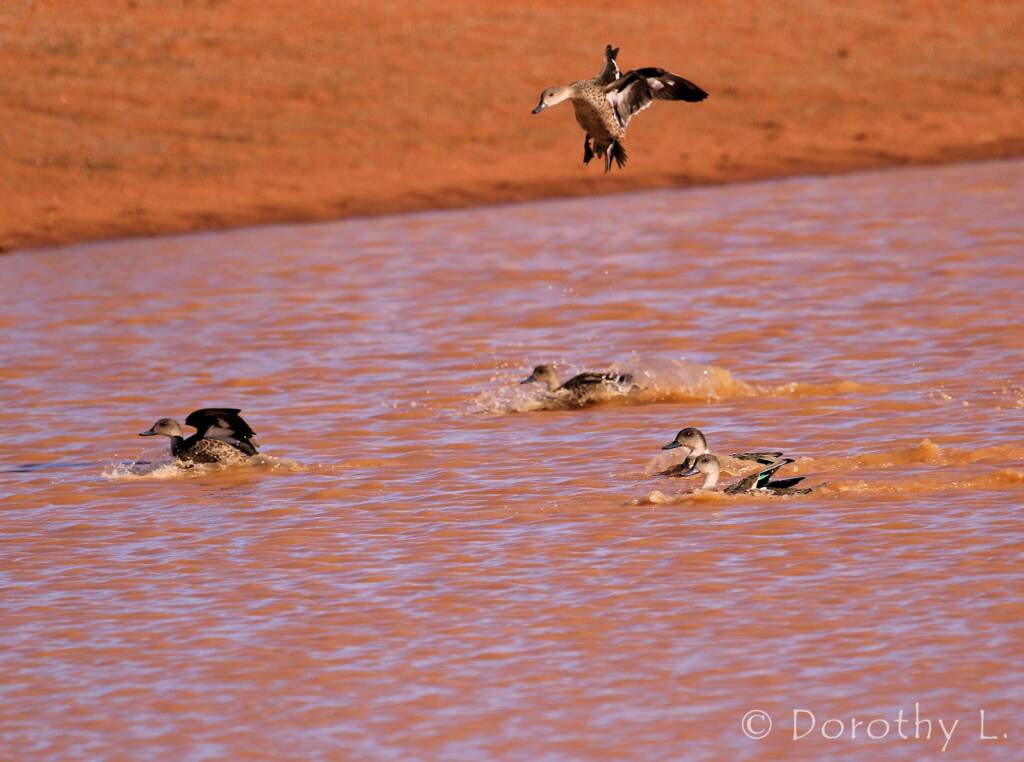 Grey Teals (Anas gracilis)