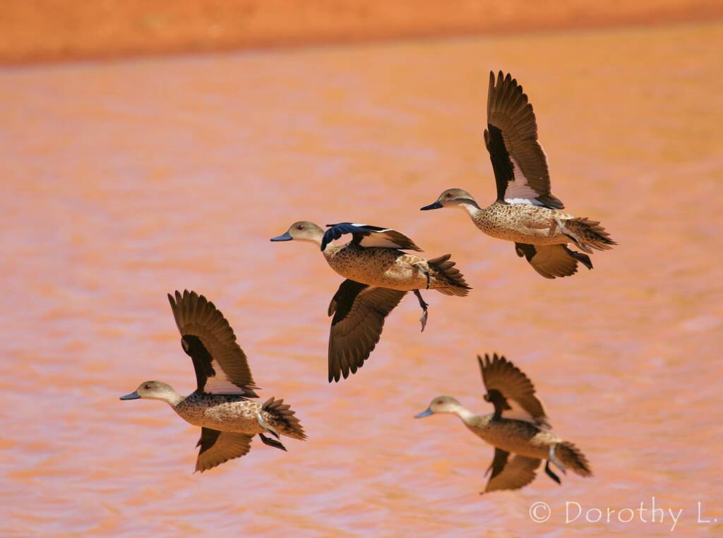 Grey Teals (Anas gracilis) in flight